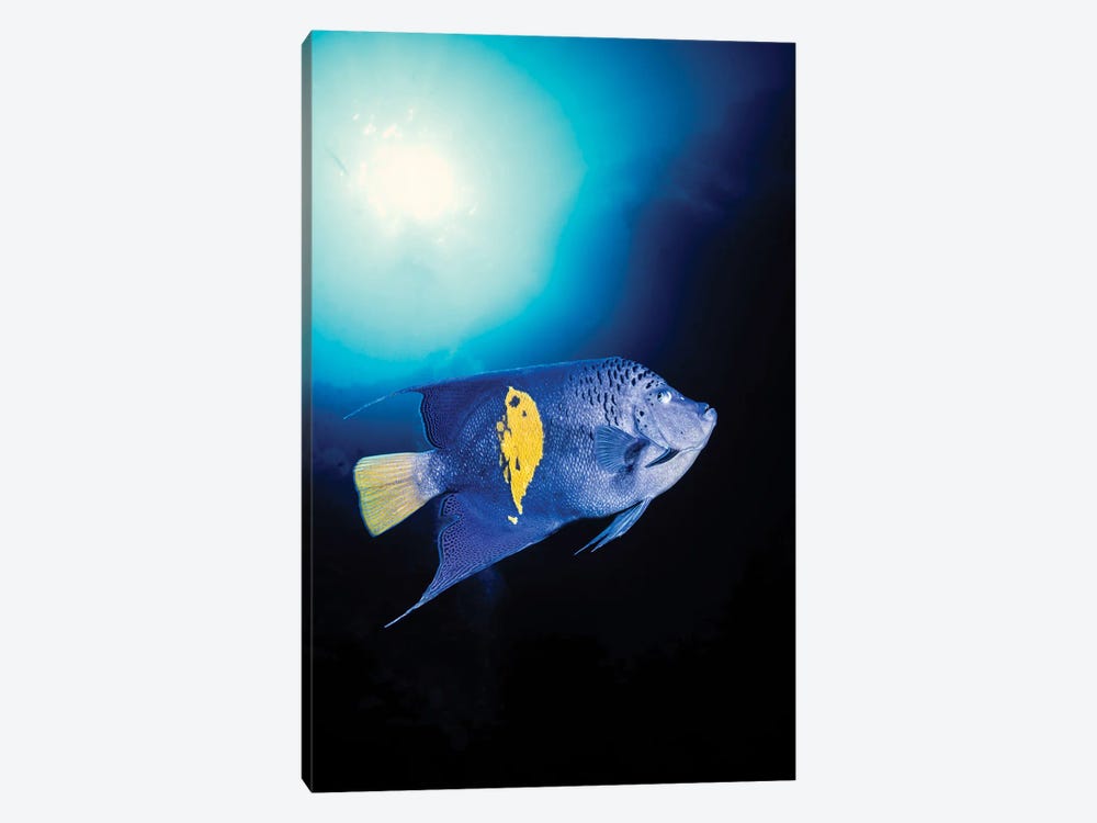 A Blue Moon Angelfish, Pomacanthus Maculosus, Red Sea, Egypt by David Fleetham 1-piece Canvas Print