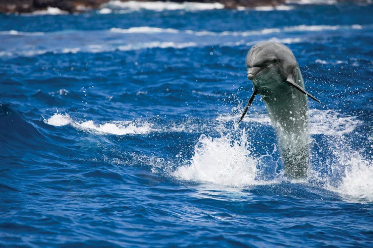 A Bottlenose Dolphin, Tursiops Truncatus, Jumping Out Of The Ocean Off Hawaii