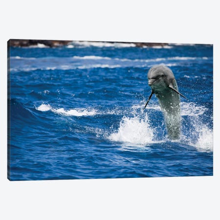 A Bottlenose Dolphin, Tursiops Truncatus, Jumping Out Of The Ocean Off Hawaii Canvas Print #DFH48} by David Fleetham Canvas Art Print