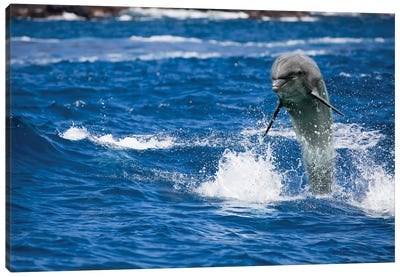 A Bottlenose Dolphin, Tursiops Truncatus, Jumping Out Of The Ocean Off Hawaii Canvas Art Print - David Fleetham