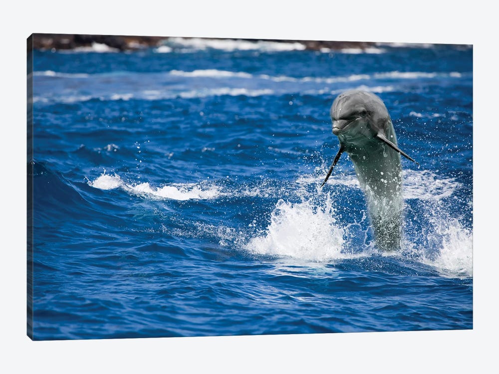 A Bottlenose Dolphin, Tursiops Truncatus, Jumping Out Of The Ocean Off Hawaii by David Fleetham 1-piece Canvas Artwork