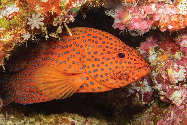 David Fleetham: A Cleaner Shrimp, Urocaridella Antonbruunii, Checking A Coral Grouper, Cephalopholis Miniata, For Parasites by David Fleetham