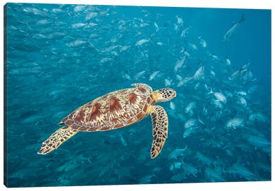 A Green Sea Turtle And Schooling Bigeye Jacks, Sipadan Island, Malaysia Canvas Art Print - Malaysia