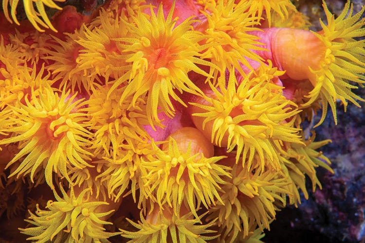 A Close Look At Orange Cup Coral, Tubastraea Coccinea, Philippines by David Fleetham wall art