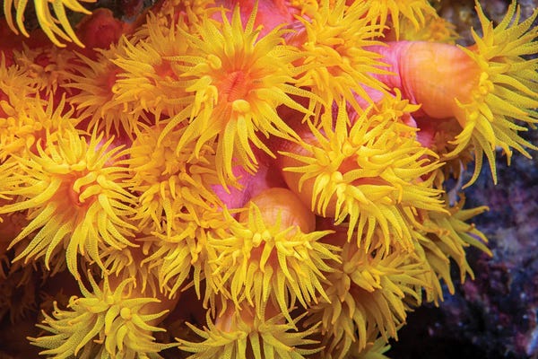 David Fleetham: A Close Look At Orange Cup Coral, Tubastraea Coccinea, Philippines by David Fleetham