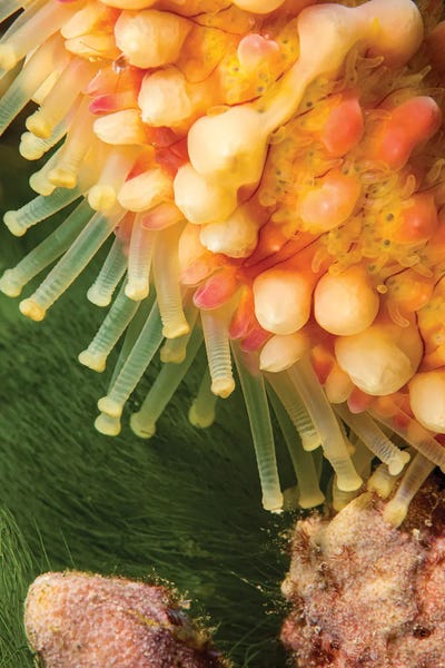 A Close Look At The Tube Feet Of A Warty Sea Star, Echinaster Callosus, Yap, Micronesia by David Fleetham canvas print