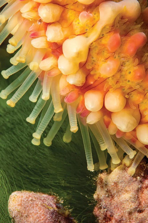 A Close Look At The Tube Feet Of A Warty Sea Star, Echinaster Callosus, Yap, Micronesia by David Fleetham wall art
