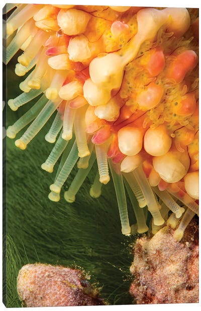 A Close Look At The Tube Feet Of A Warty Sea Star, Echinaster Callosus, Yap, Micronesia Canvas Art Print - David Fleetham