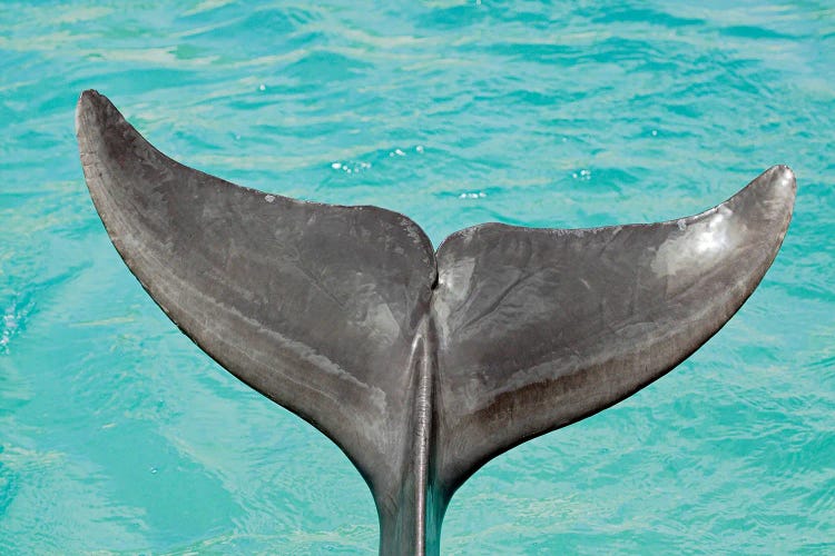 A Close-Up Look At The Tail Of An Atlantic Bottlenose Dolphin, Tursiops Truncatus