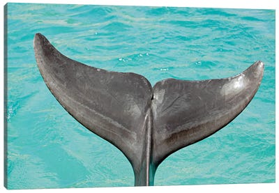 A Close-Up Look At The Tail Of An Atlantic Bottlenose Dolphin, Tursiops Truncatus Canvas Art Print - David Fleetham