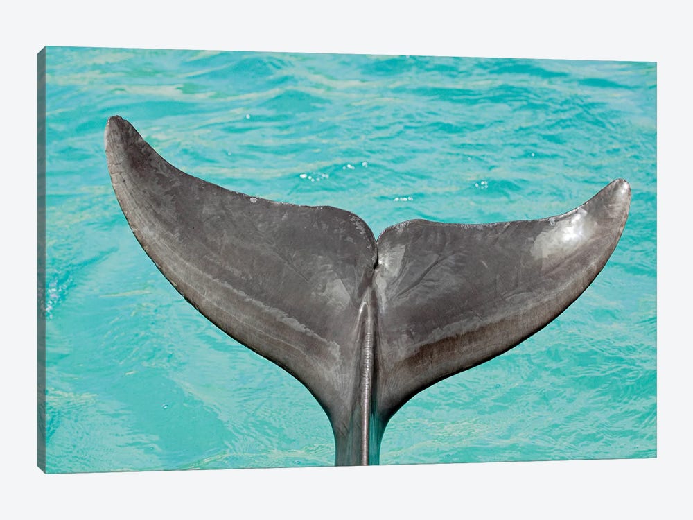 A Close-Up Look At The Tail Of An Atlantic Bottlenose Dolphin, Tursiops Truncatus by David Fleetham 1-piece Canvas Art Print