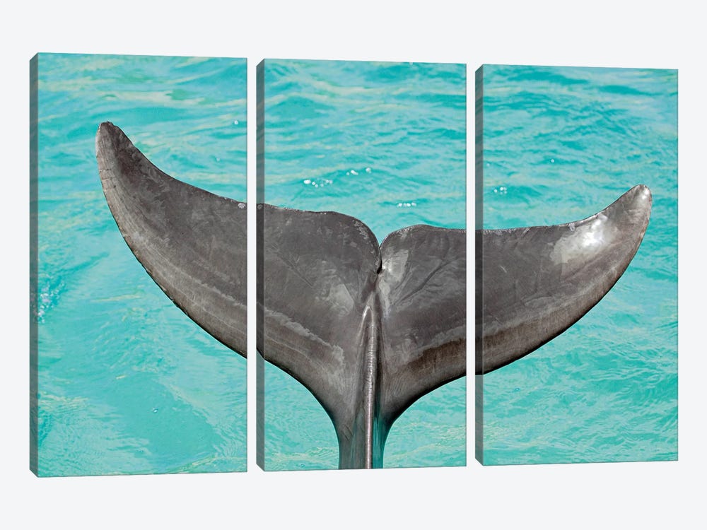A Close-Up Look At The Tail Of An Atlantic Bottlenose Dolphin, Tursiops Truncatus by David Fleetham 3-piece Canvas Art Print