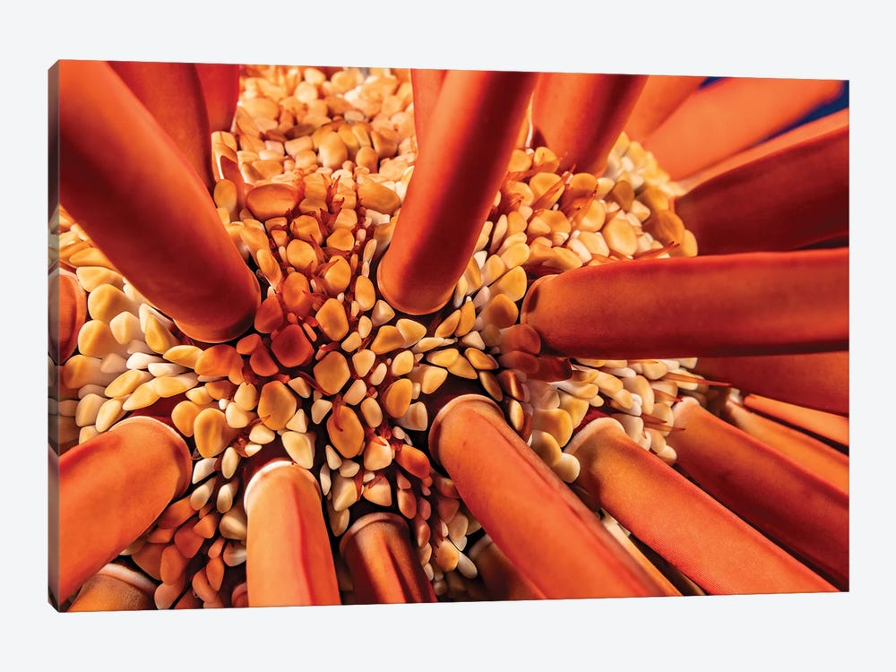 A Close-Up Look Between The Spines Of A Slate Pencil Sea Urchin, Heterocentrotus Mammillatus, Hawaii by David Fleetham 1-piece Canvas Wall Art