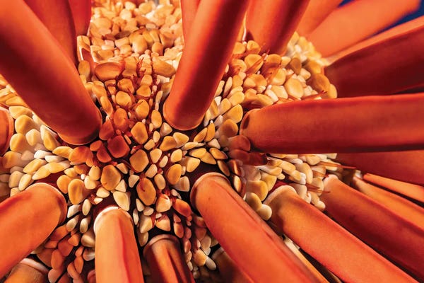 David Fleetham: A Close-Up Look Between The Spines Of A Slate Pencil Sea Urchin, Heterocentrotus Mammillatus, Hawaii by David Fleetham
