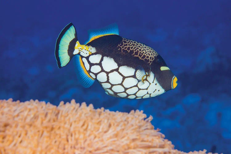 A Clown Triggerfish, Balistoides Conspicillum, Above Soft Coral, Yap, Micronesia