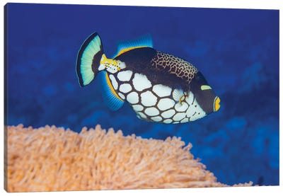 A Clown Triggerfish, Balistoides Conspicillum, Above Soft Coral, Yap, Micronesia Canvas Art Print - Micronesia
