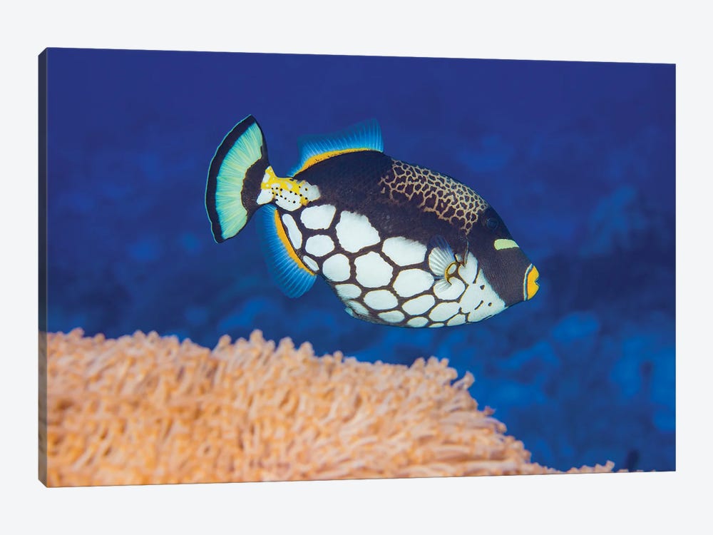 A Clown Triggerfish, Balistoides Conspicillum, Above Soft Coral, Yap, Micronesia by David Fleetham 1-piece Art Print