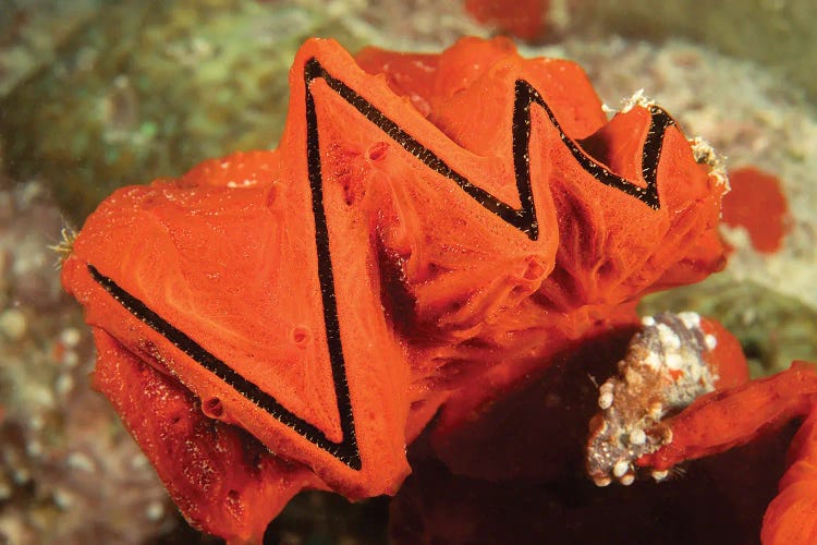 A Cockscomb Oyster, Lopha Cristagalli, Covered In An Encrusting Sponge, Yap, Micronesia