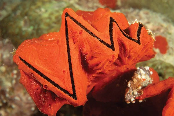 Micronesia: A Cockscomb Oyster, Lopha Cristagalli, Covered In An Encrusting Sponge, Yap, Micronesia by David Fleetham