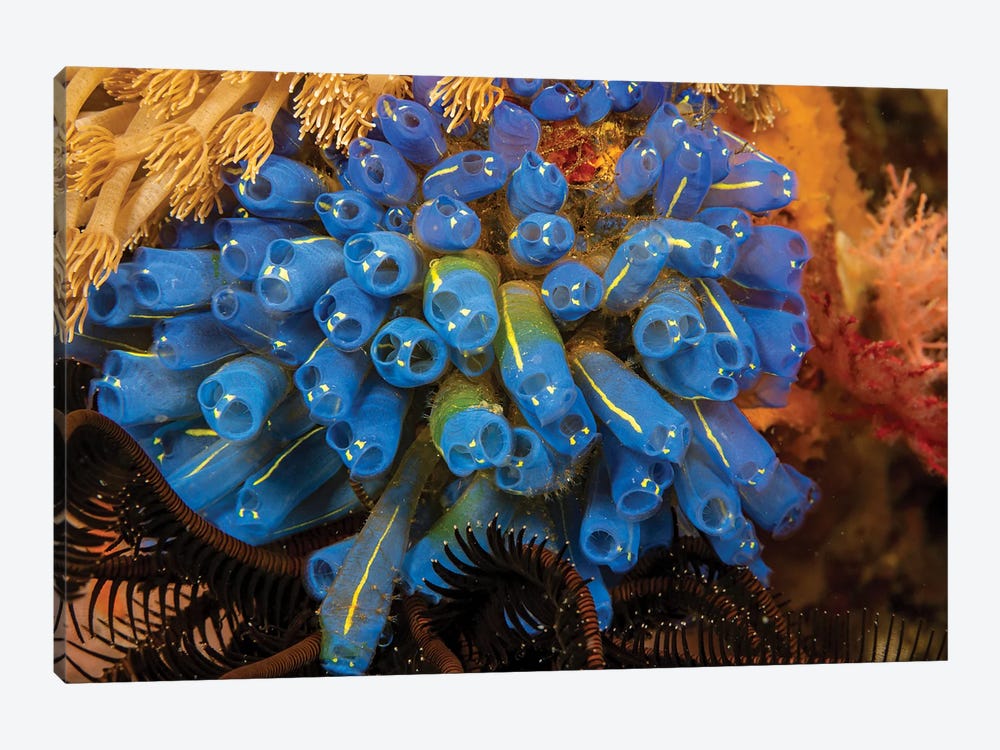 A Colony Of Tunicates, Clavelina Robusta, Also Known As Sea Squirts, Or Ascidians, Philippines by David Fleetham 1-piece Canvas Print