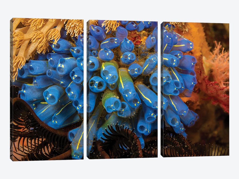 A Colony Of Tunicates, Clavelina Robusta, Also Known As Sea Squirts, Or Ascidians, Philippines by David Fleetham 3-piece Canvas Print
