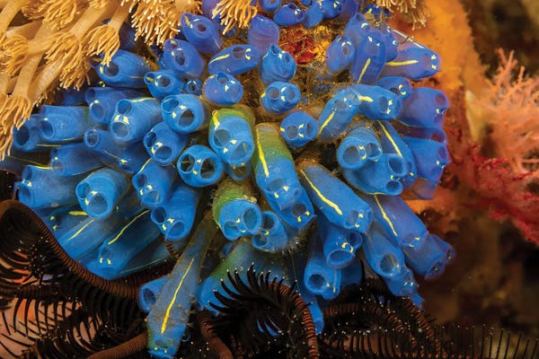 David Fleetham: A Colony Of Tunicates, Clavelina Robusta, Also Known As Sea Squirts, Or Ascidians, Philippines by David Fleetham