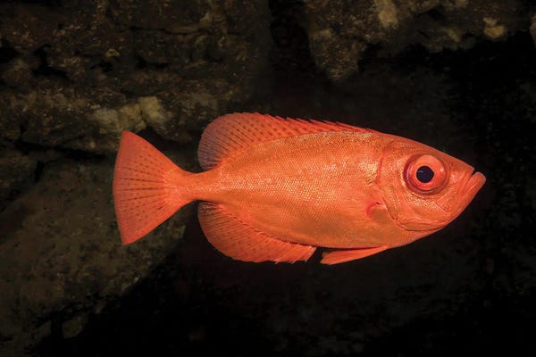 David Fleetham: A Common Bigeye Snapper, Hawaii by David Fleetham