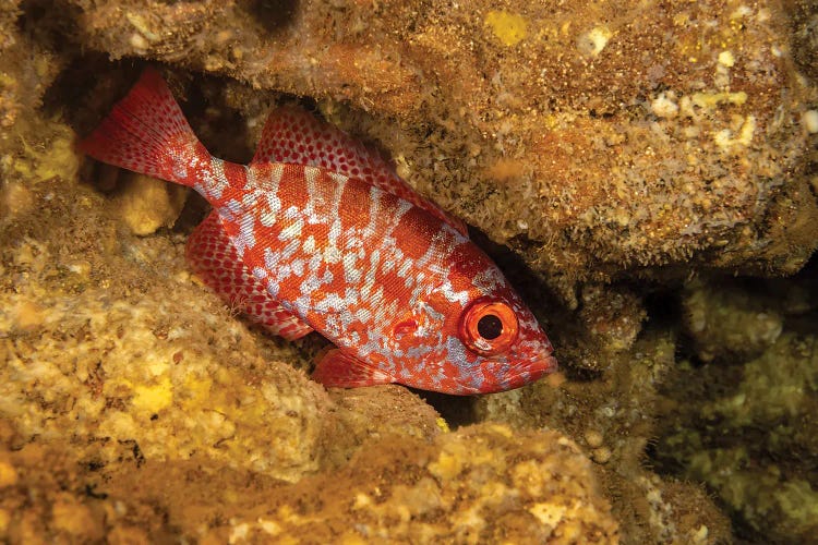 A Common Bigeye Snapper, Heteropriacanthus Cruentatus, In A Cavern During The Day In Hawaii