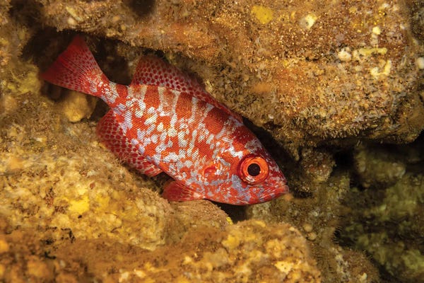 David Fleetham: A Common Bigeye Snapper In A Cavern During The Day In Hawaii by David Fleetham
