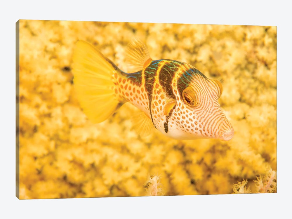 A Crowned Pufferfish, Canthigaster Axiologus, In Front Of A Yellow Gorgonian Sea Fan, Philippines by David Fleetham 1-piece Canvas Wall Art
