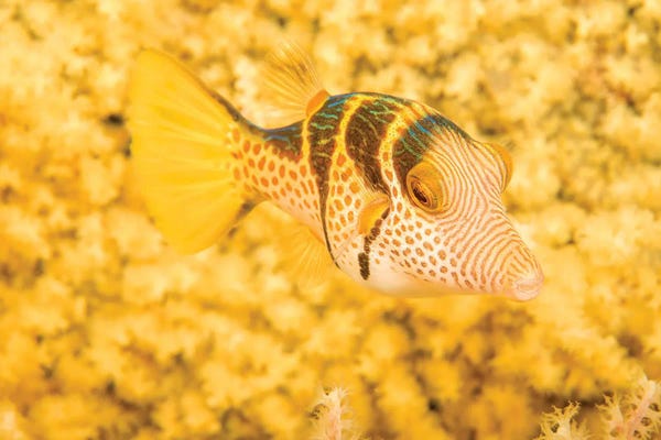 David Fleetham: A Crowned Pufferfish, Canthigaster Axiologus, In Front Of A Yellow Gorgonian Sea Fan, Philippines by David Fleetham