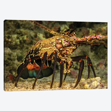 A Female Banded Spiny Lobster, Panulirus Marginatus, Carrying A Tail Full Of Eggs, Hawaii Canvas Print #DFH60} by David Fleetham Canvas Print