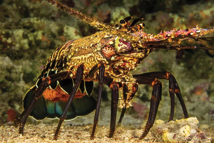 A Female Banded Spiny Lobster, Panulirus Marginatus, Carrying A Tail Full Of Eggs, Hawaii