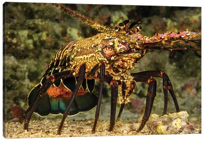 A Female Banded Spiny Lobster, Panulirus Marginatus, Carrying A Tail Full Of Eggs, Hawaii Canvas Art Print - David Fleetham