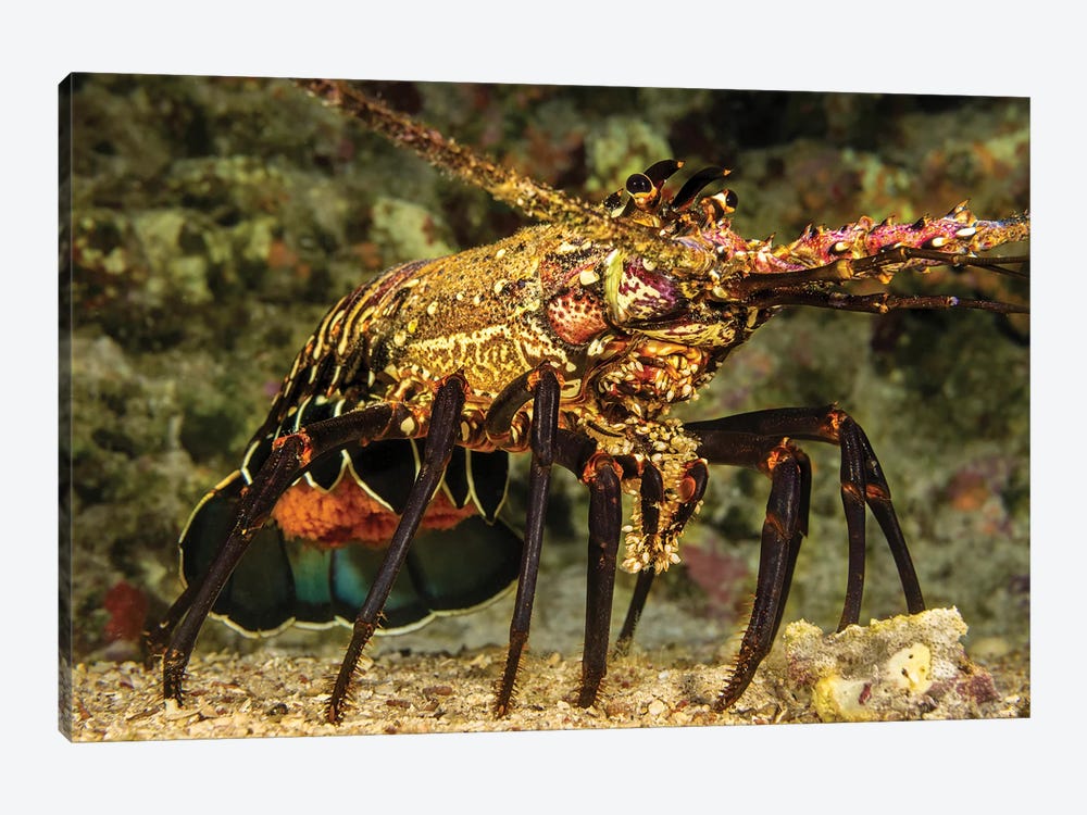 A Female Banded Spiny Lobster, Panulirus Marginatus, Carrying A Tail Full Of Eggs, Hawaii by David Fleetham 1-piece Canvas Artwork