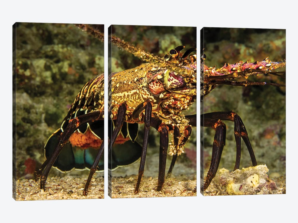 A Female Banded Spiny Lobster, Panulirus Marginatus, Carrying A Tail Full Of Eggs, Hawaii by David Fleetham 3-piece Canvas Wall Art