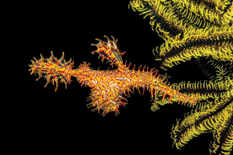 A Female Ornate Ghost Pipefish, Solenostomus Paradoxus, Holding Its Egg Mass In Pouch Below Its Abdomen by David Fleetham wall art