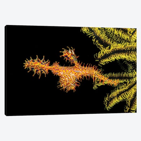 A Female Ornate Ghost Pipefish, Solenostomus Paradoxus, Holding Its Egg Mass In Pouch Below Its Abdomen Canvas Print #DFH61} by David Fleetham Art Print
