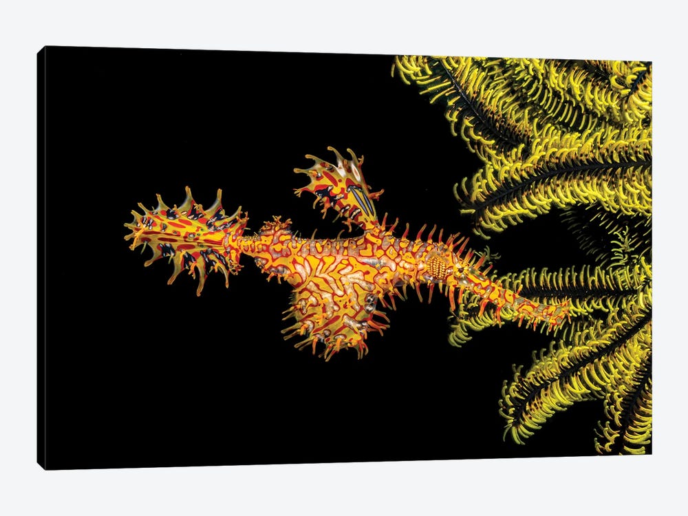 A Female Ornate Ghost Pipefish, Solenostomus Paradoxus, Holding Its Egg Mass In Pouch Below Its Abdomen by David Fleetham 1-piece Art Print
