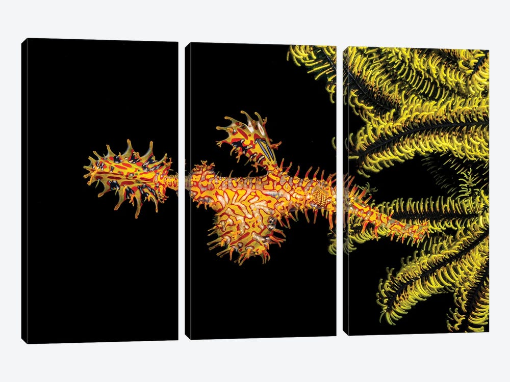 A Female Ornate Ghost Pipefish, Solenostomus Paradoxus, Holding Its Egg Mass In Pouch Below Its Abdomen by David Fleetham 3-piece Canvas Print