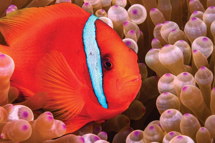 A Female Tomato Anemonefish, Amphiprion Frenatus, Philippines