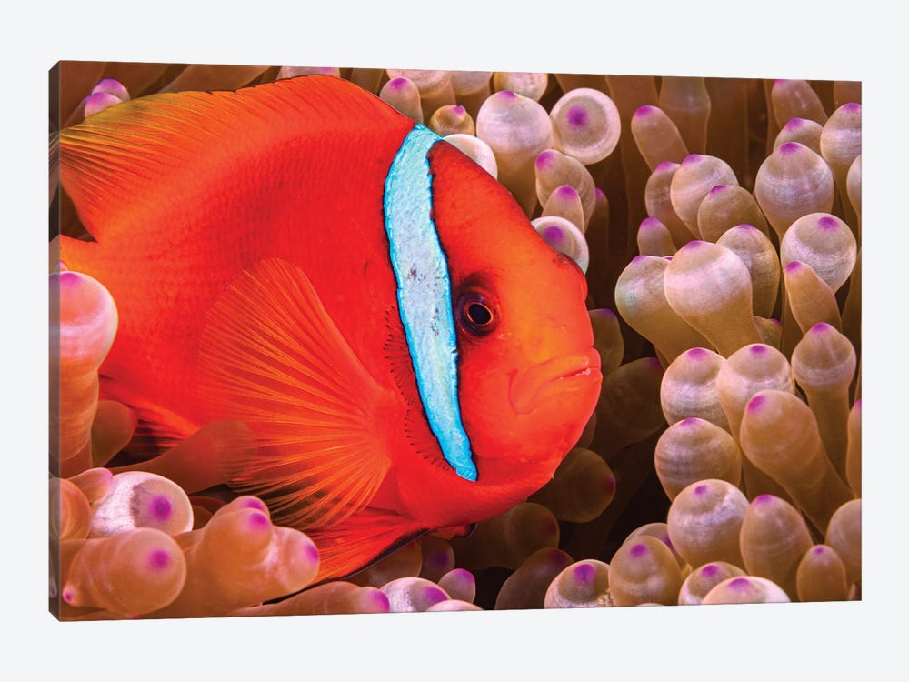 A Female Tomato Anemonefish, Amphiprion Frenatus, Philippines by David Fleetham 1-piece Canvas Wall Art