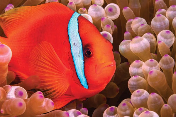 A Female Tomato Anemonefish, Amphiprion Frenatus, Philippines