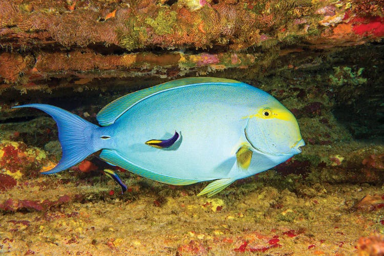 A Female Yellowfin Surgeonfish, Acanthurus Xanthopterus Being Looked Over By Two Hawaiian Cleaner Wrasse, Hawaii