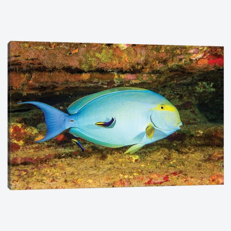 A Female Yellowfin Surgeonfish, Acanthurus Xanthopterus Being Looked Over By Two Hawaiian Cleaner Wrasse, Hawaii Canvas Print #DFH63} by David Fleetham Canvas Print