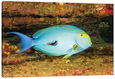 A Female Yellowfin Surgeonfish, Acanthurus Xanthopterus Being Looked Over By Two Hawaiian Cleaner Wrasse, Hawaii Canvas Art Print - David Fleetham