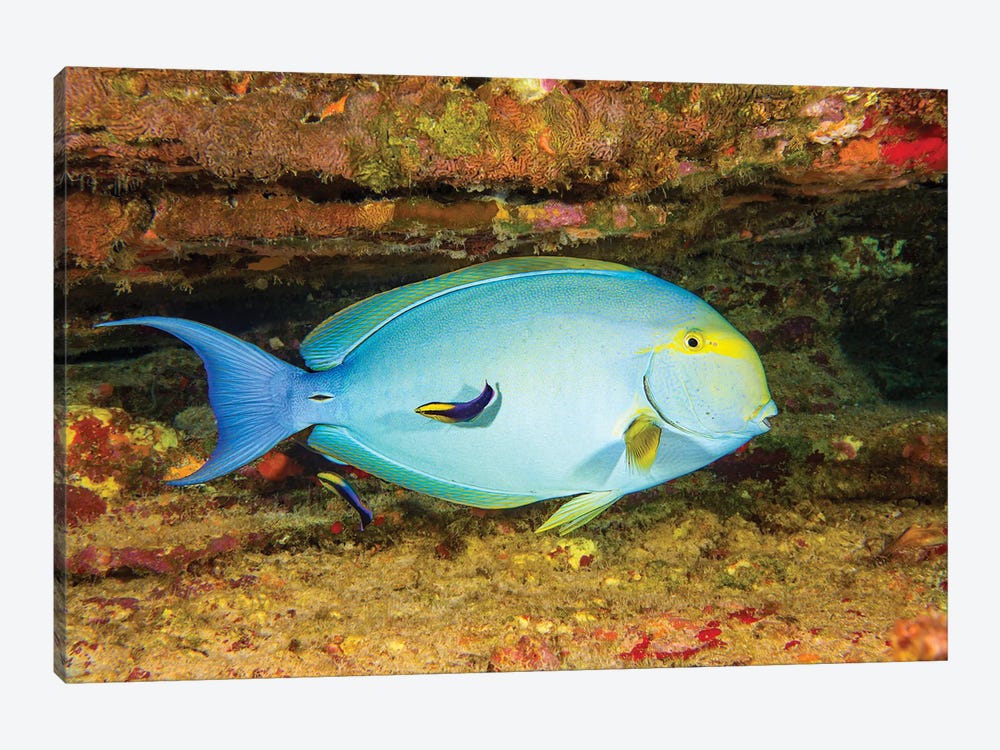 A Female Yellowfin Surgeonfish, Acanthurus Xanthopterus Being Looked Over By Two Hawaiian Cleaner Wrasse, Hawaii by David Fleetham 1-piece Canvas Art Print