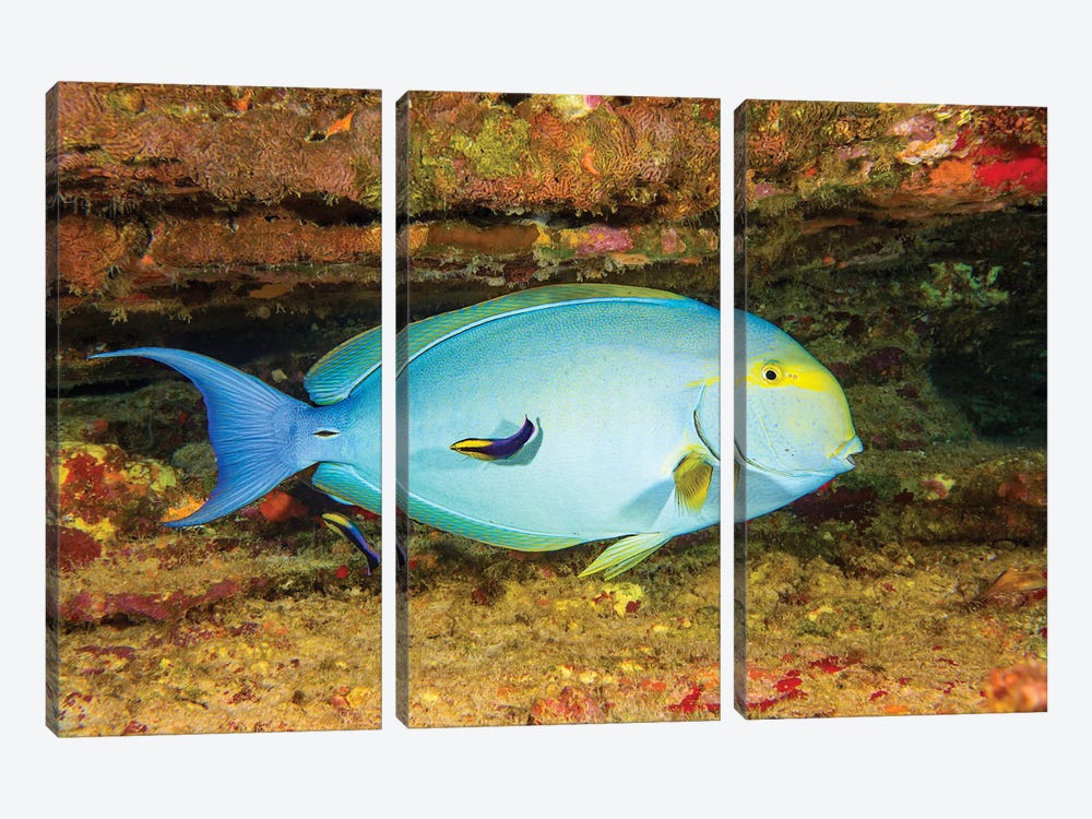 A Female Yellowfin Surgeonfish, Acanthurus Xanthopterus Being Looked Over By Two Hawaiian Cleaner Wrasse, Hawaii by David Fleetham 3-piece Art Print