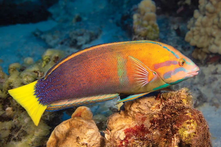 A Female Yellowtail Wrasse, Coris Gaimard, Hawaii