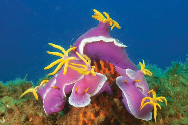 Indonesia: A Gathering Of Robe Hem Hypselodoris Nudibranchs, Hypselodoris Apolegma, Komodo, Indonesia by David Fleetham
